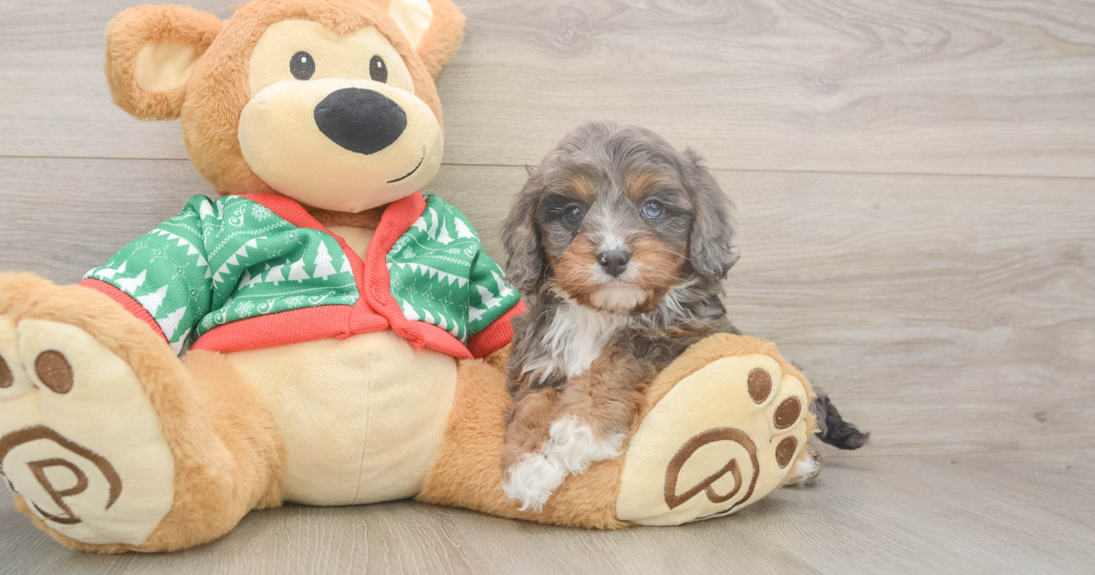 Playful Cavapoo Daria: 4lb 11oz Doodle Puppy