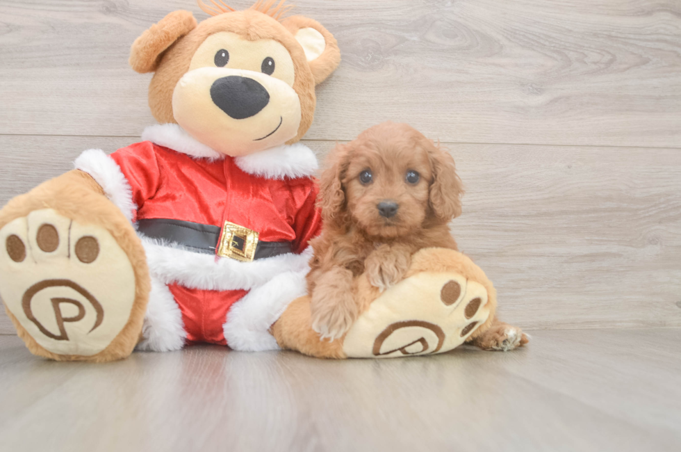 5 week old Cavapoo Puppy For Sale - Premier Pups
