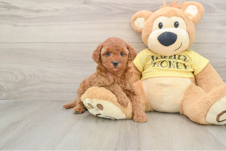 Cavapoo Pup Being Cute