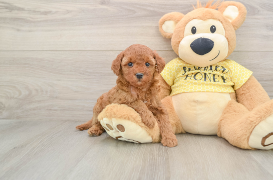 Cavapoo Pup Being Cute
