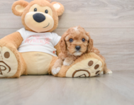 7 week old Cavapoo Puppy For Sale - Premier Pups