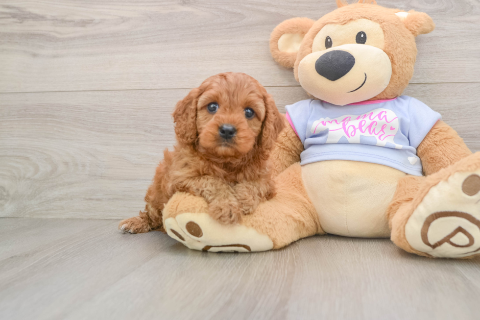 Hypoallergenic Cavadoodle Poodle Mix Puppy