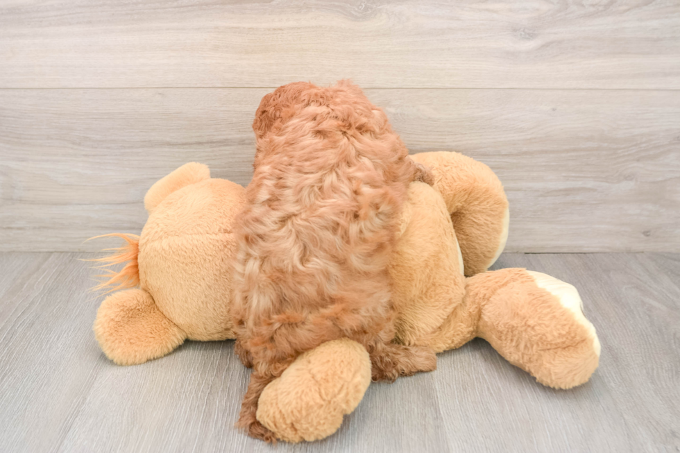 Cavapoo Pup Being Cute