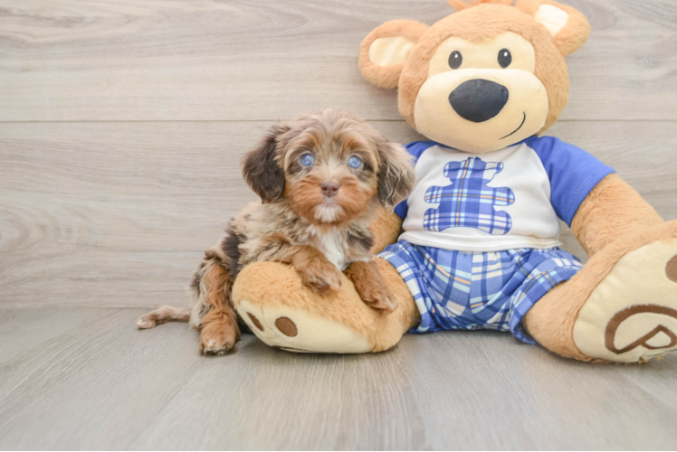 Cavapoo Puppy for Adoption