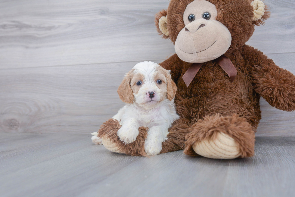 Cavapoo Pup Being Cute