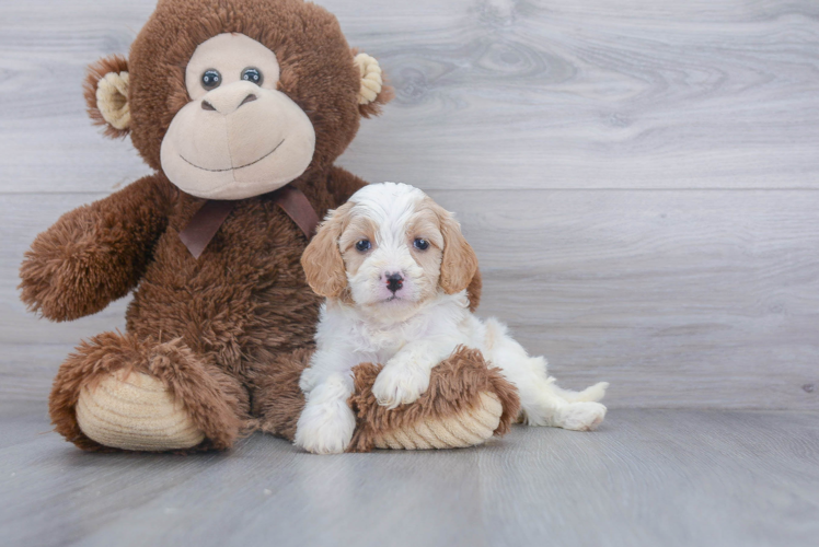 Happy Cavapoo Baby