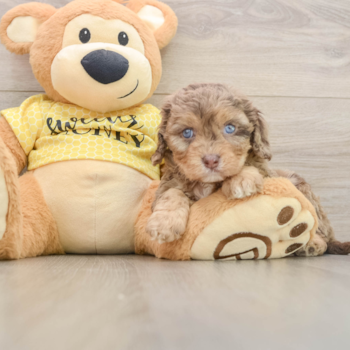 Cavapoo Pup Being Cute
