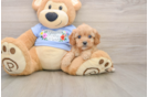 Cavapoo Puppy for Adoption