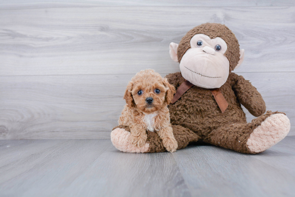 Cavapoo Puppy for Adoption