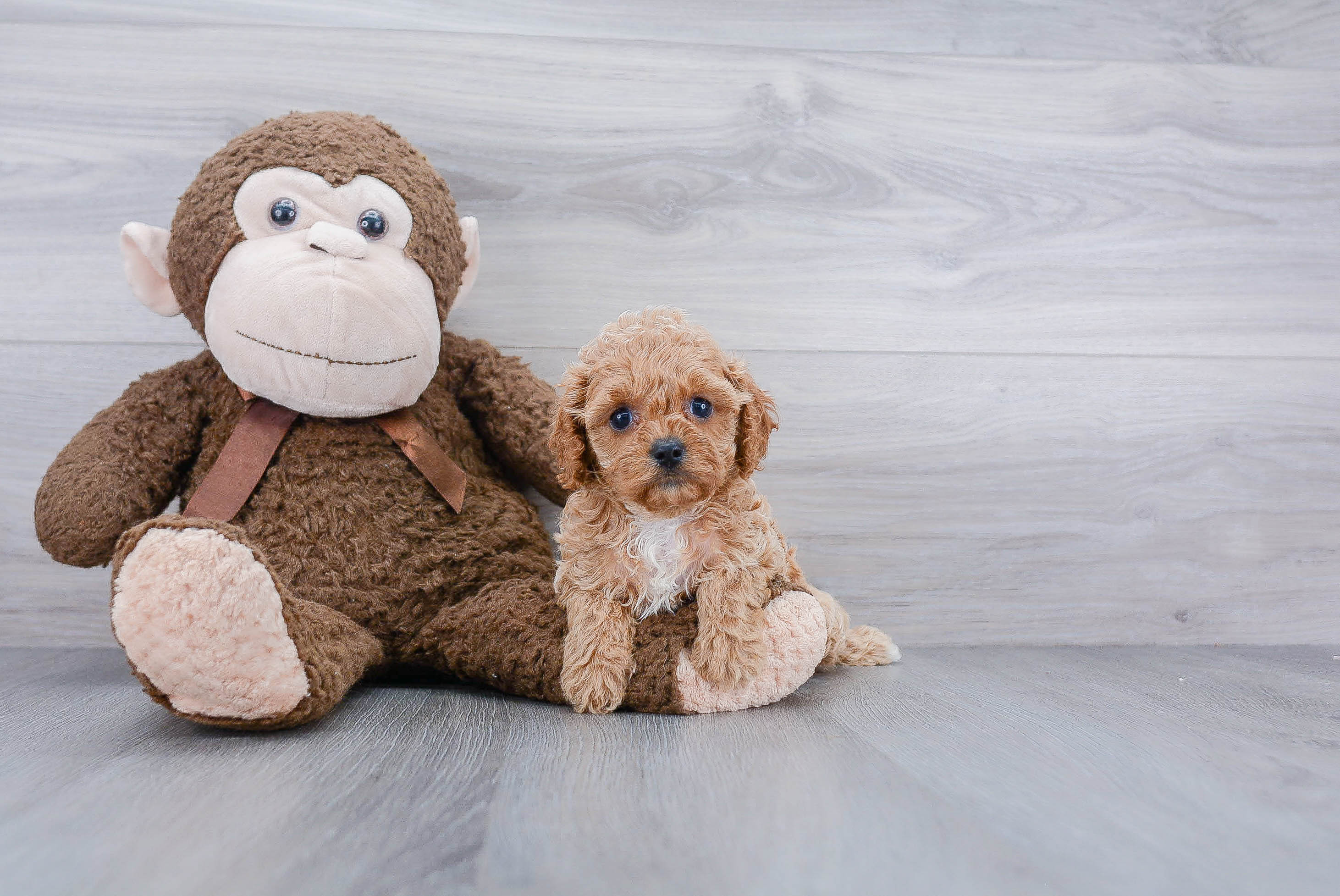 Best Cavapoo Baby