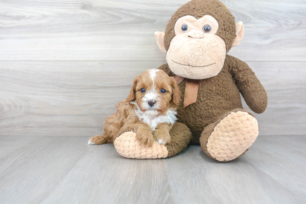 Sweet Cavapoo Baby