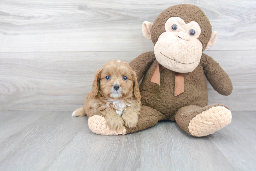 Funny Cavapoo Poodle Mix Pup