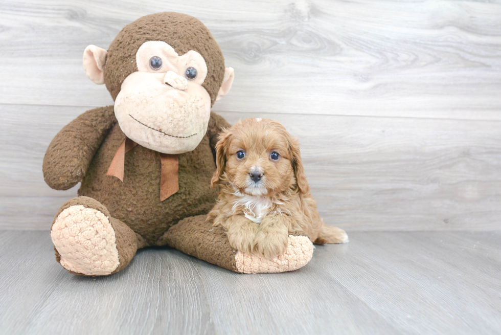 Playful Cavoodle Poodle Mix Puppy