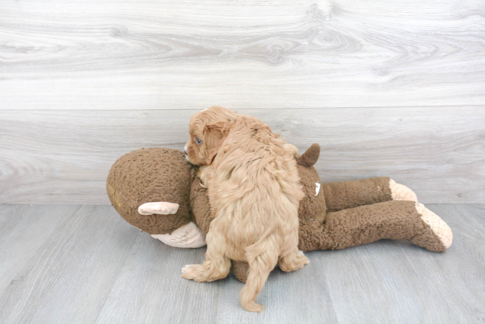 Happy Cavapoo Baby