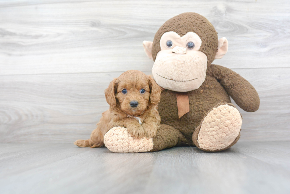 Happy Cavapoo Baby