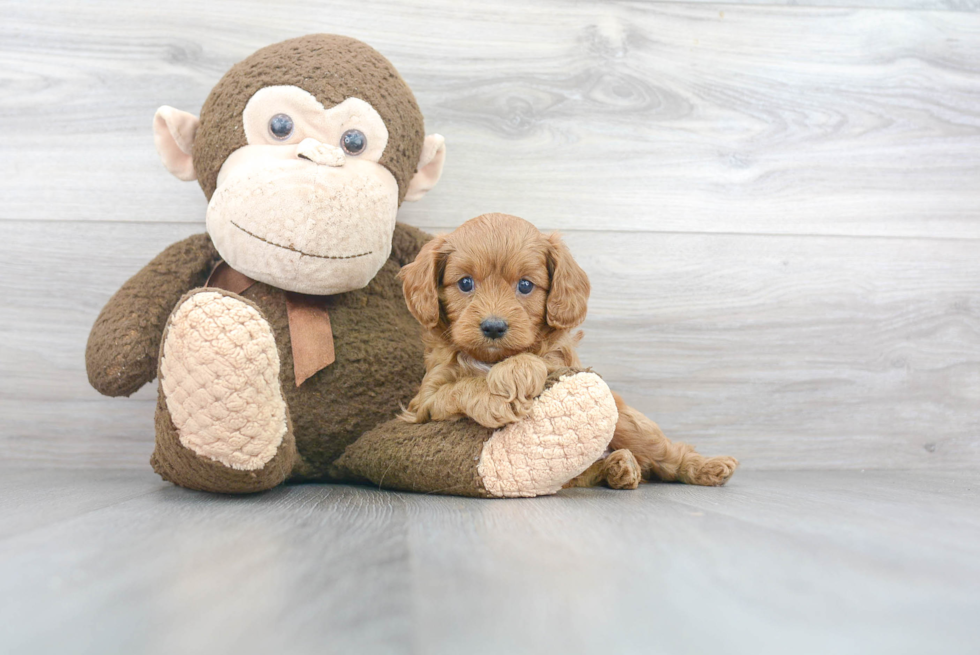 Cavapoo Pup Being Cute