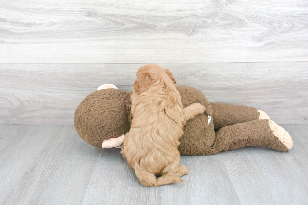 Playful Cavoodle Poodle Mix Puppy