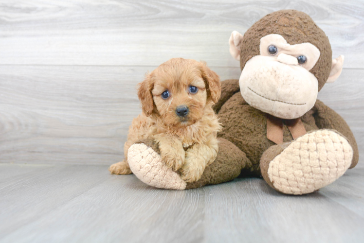 Best Cavapoo Baby