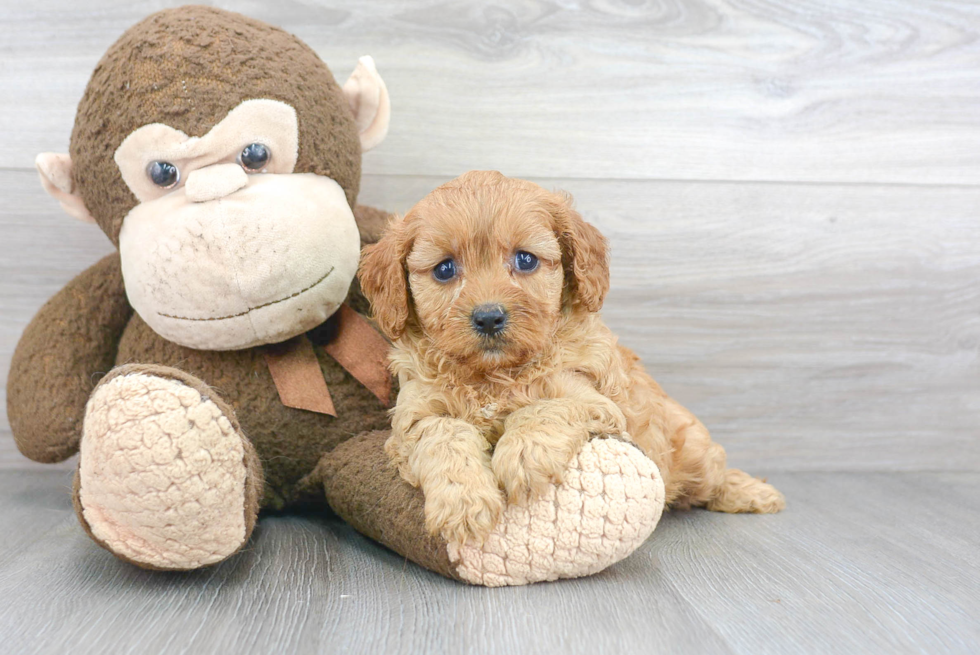 Sweet Cavapoo Baby