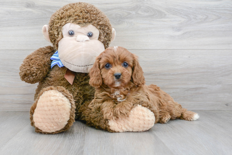 Small Cavapoo Baby