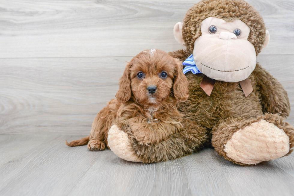 Hypoallergenic Cavoodle Poodle Mix Puppy