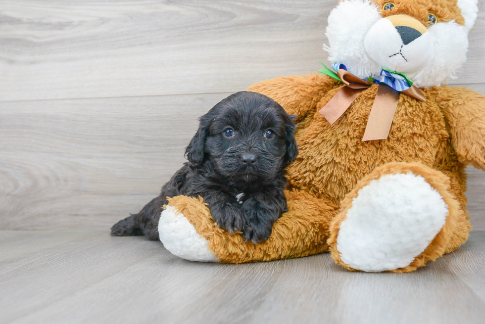 Cavapoo Pup Being Cute