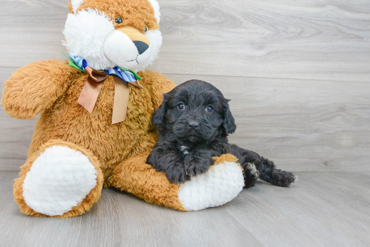 Fluffy Cavapoo Poodle Mix Pup