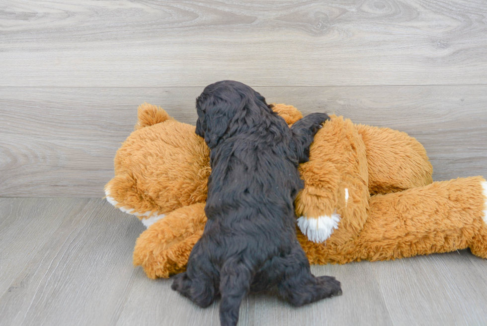 Hypoallergenic Cavoodle Poodle Mix Puppy