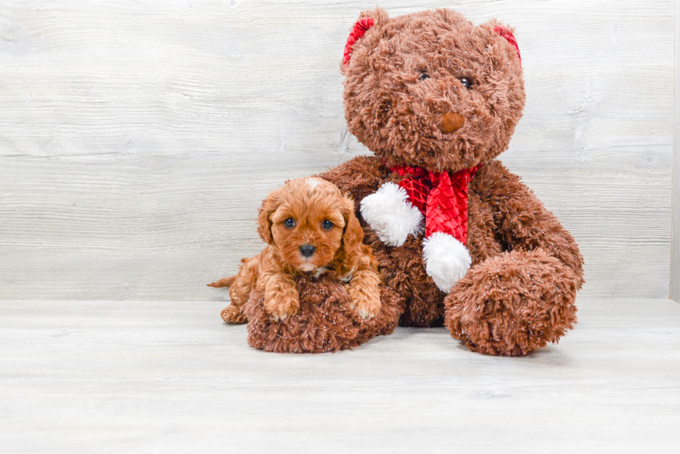 Best Cavapoo Baby