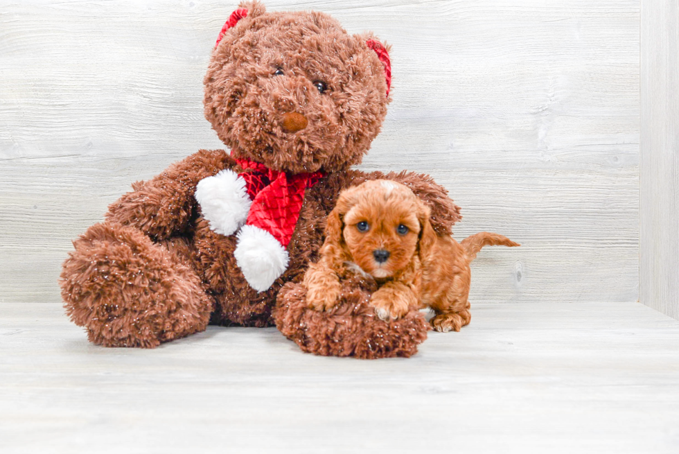 Sweet Cavapoo Baby