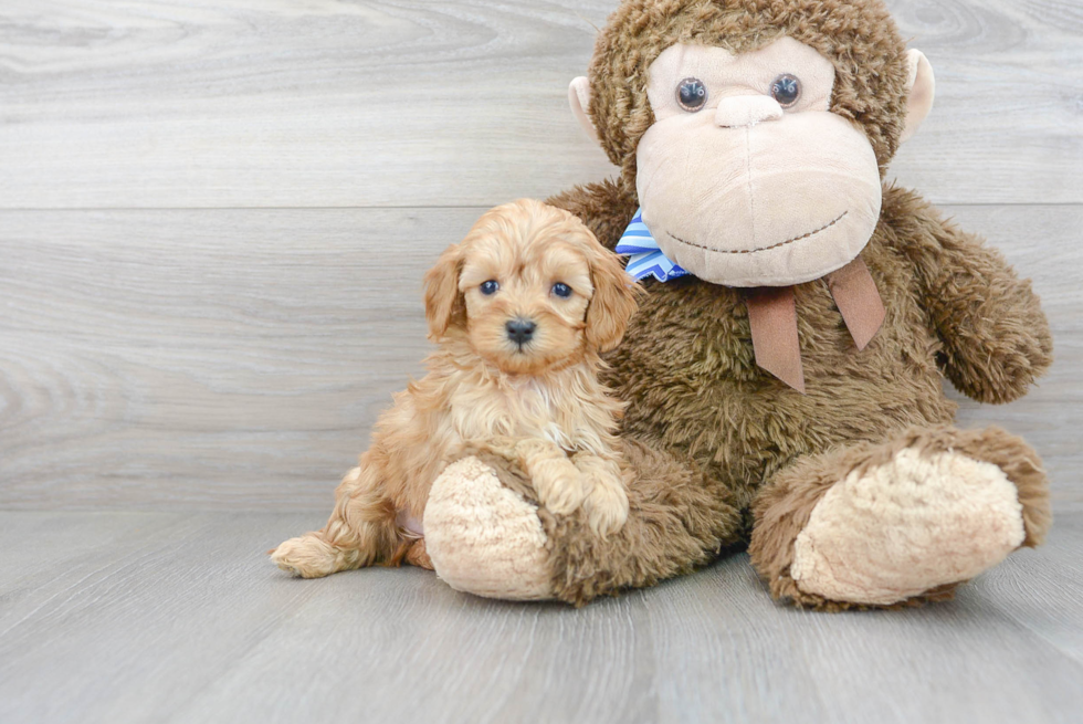 Adorable Cavoodle Poodle Mix Puppy