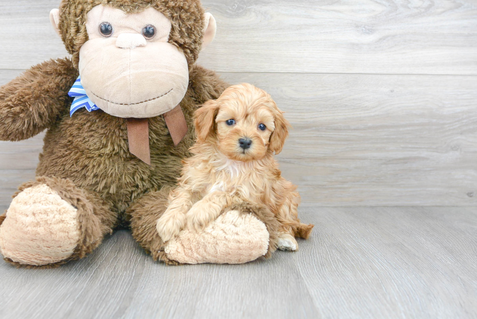 Best Cavapoo Baby