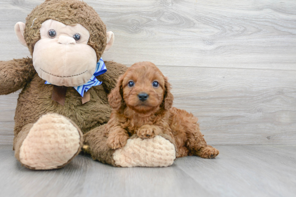 Popular Cavapoo Poodle Mix Pup