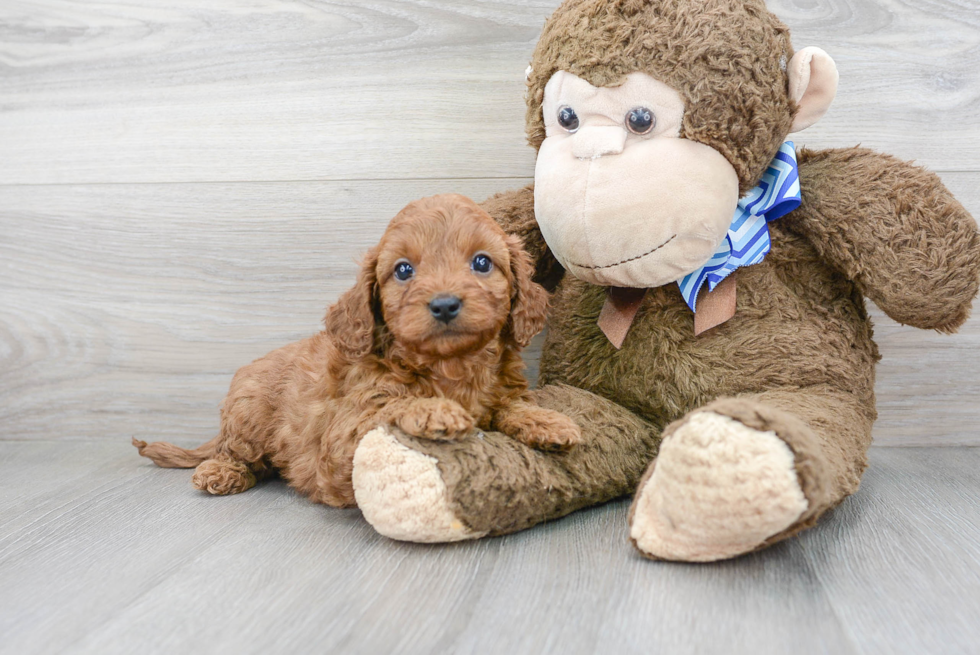 Energetic Cavoodle Poodle Mix Puppy