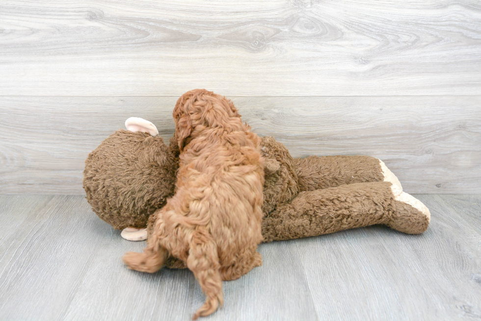 Smart Cavapoo Poodle Mix Pup