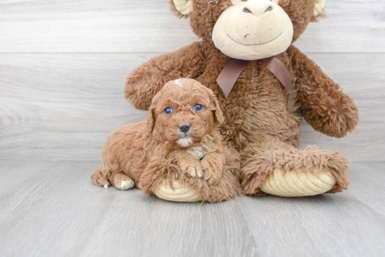 Smart Cavapoo Poodle Mix Pup