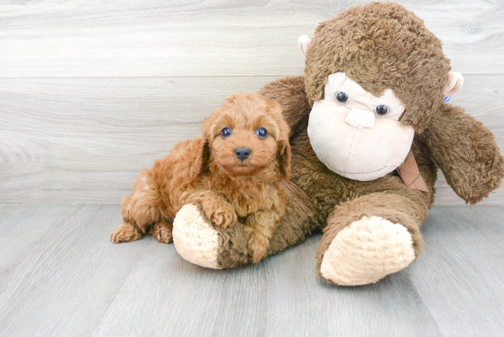 Best Cavapoo Baby