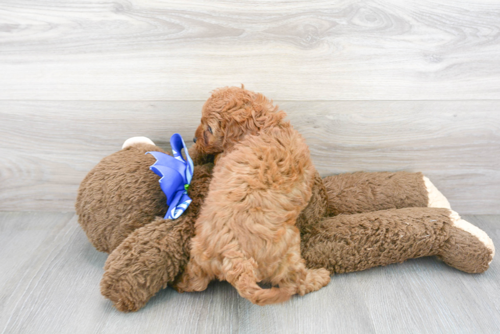 Cute Cavapoo Baby