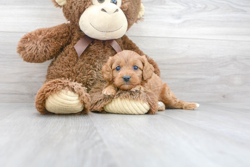 Petite Cavapoo Poodle Mix Pup