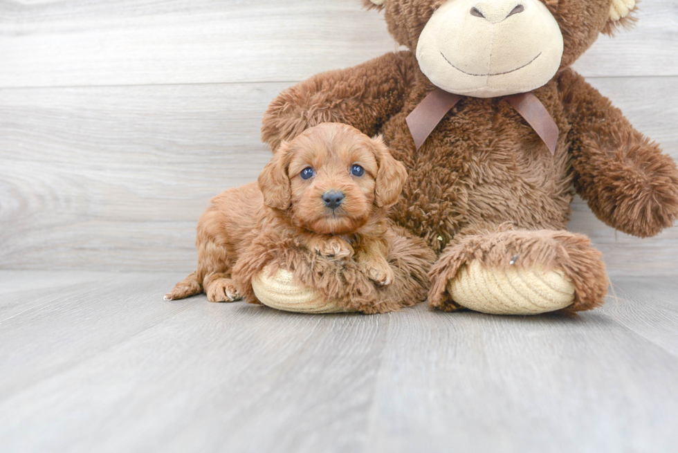 Adorable Cavoodle Poodle Mix Puppy