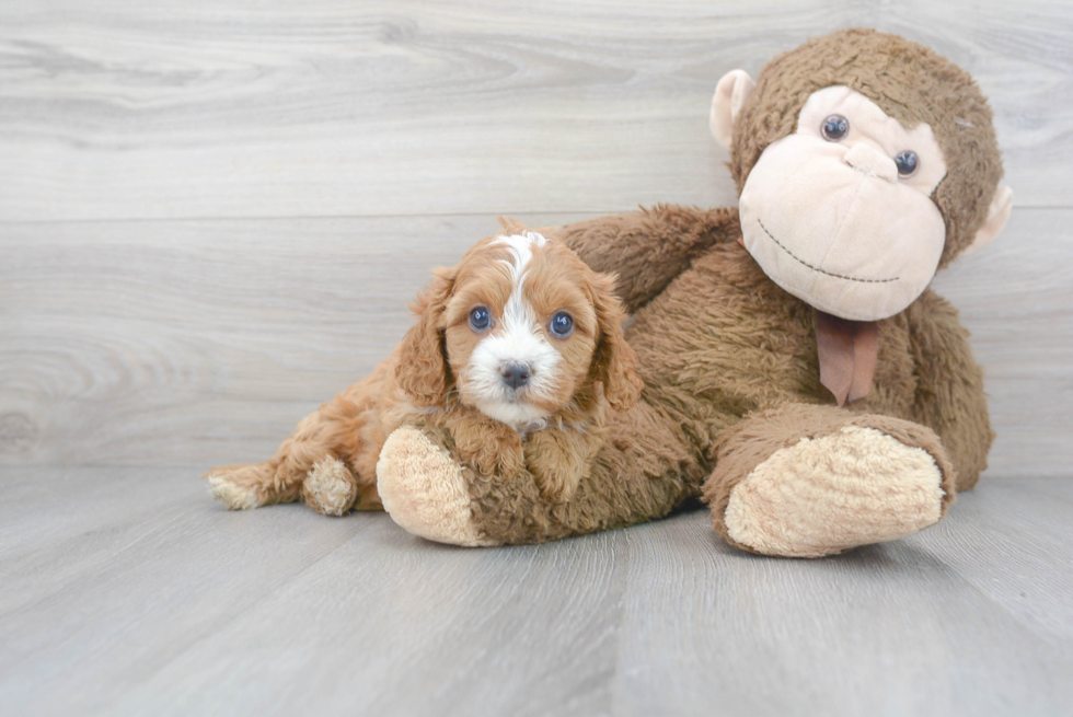 Fluffy Cavapoo Poodle Mix Pup