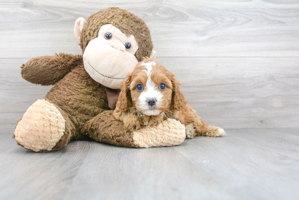 Cavapoo Puppy for Adoption