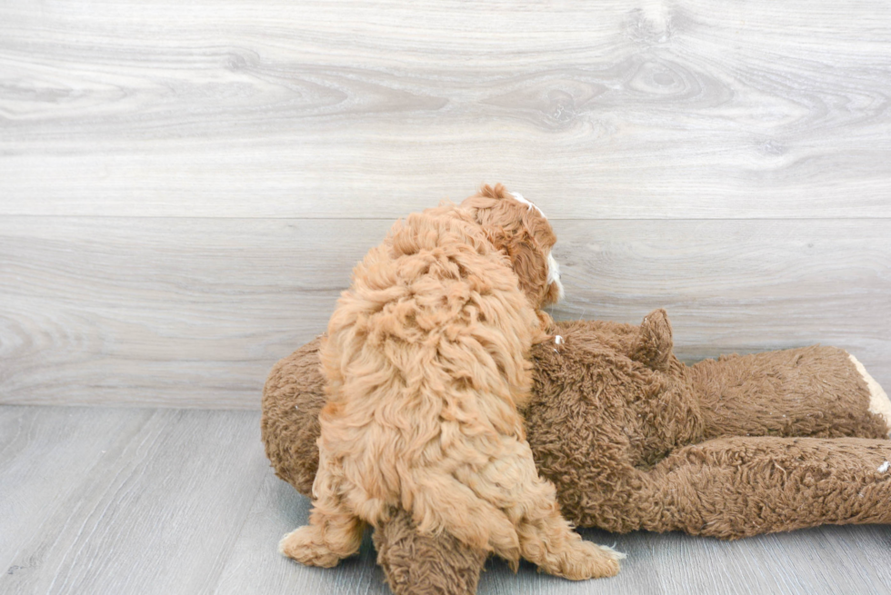 Cavapoo Pup Being Cute