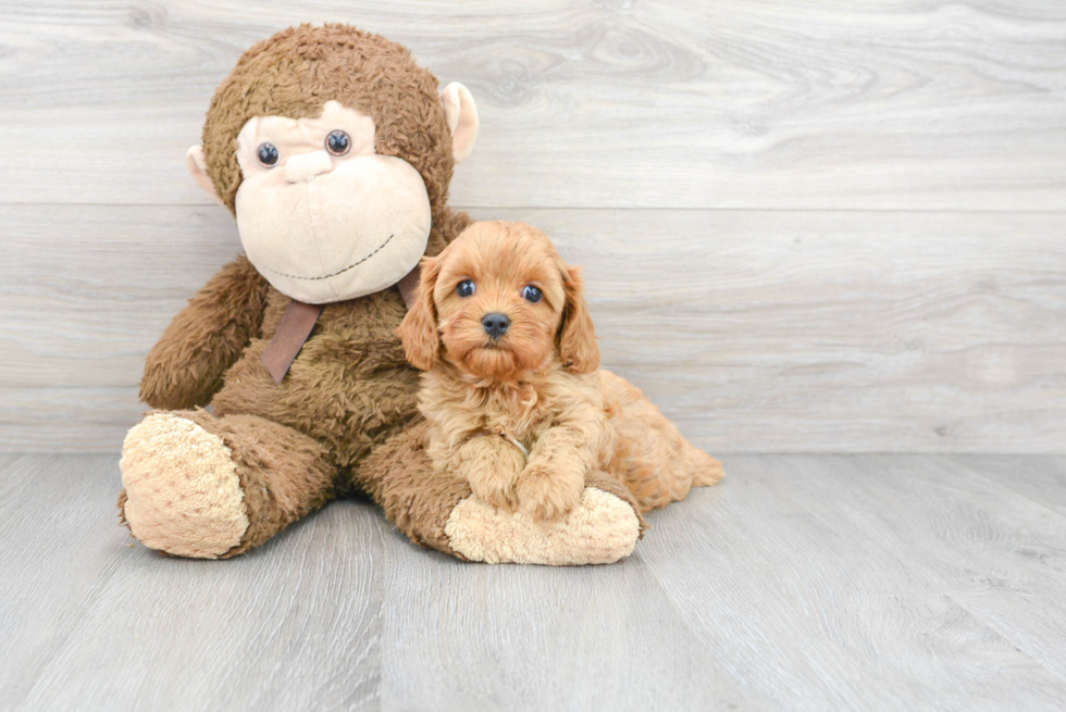 Best Cavapoo Baby