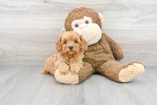 Cavapoo Puppy for Adoption