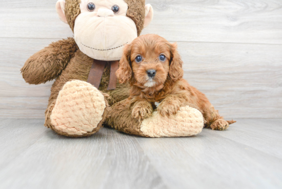 Best Cavapoo Baby