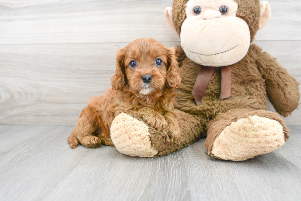 Cavapoo Pup Being Cute