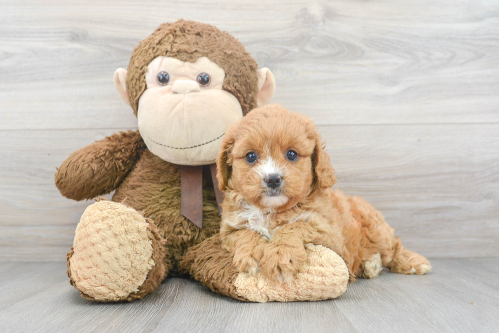 Little Cavoodle Poodle Mix Puppy