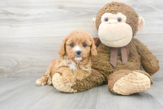 Cavapoo Pup Being Cute