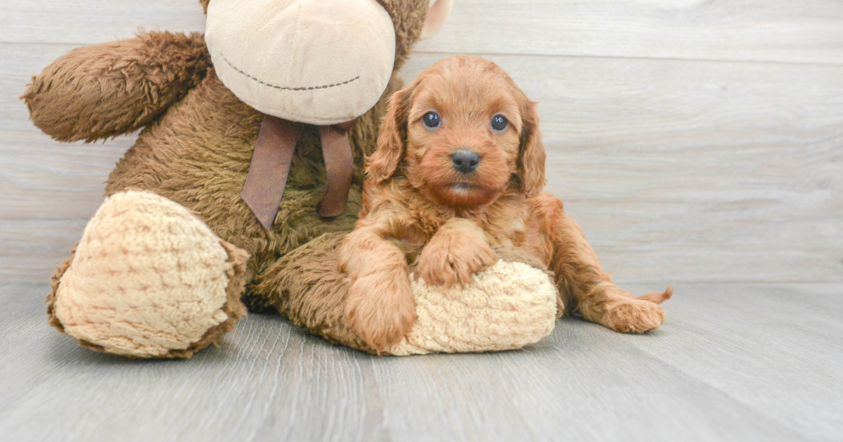 Adorable Cavapoo Daria: 4lb 2oz Doodle Puppy